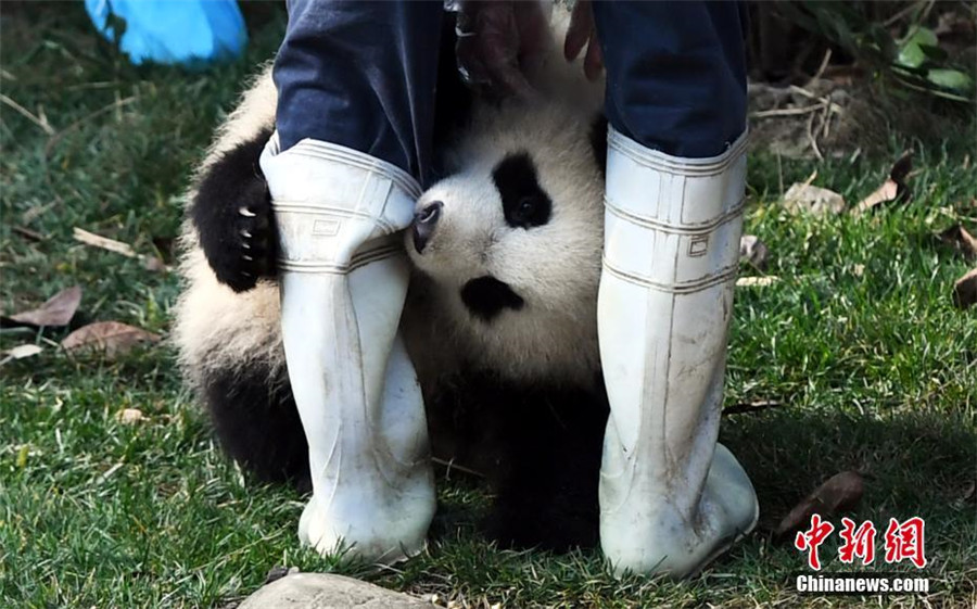 Le bébé panda le plus ‘a(chǎn)ffectueux’ du monde