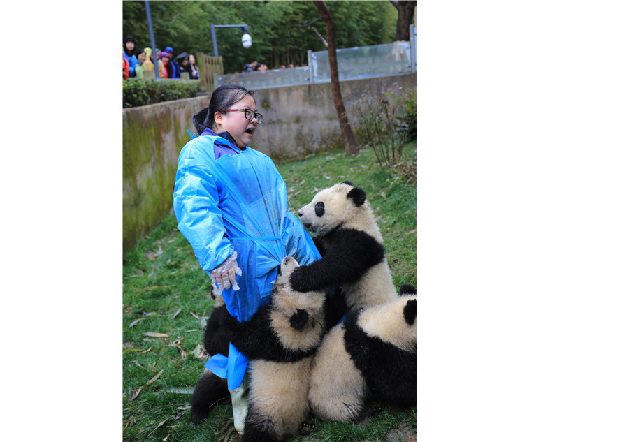 Le bébé panda le plus ‘a(chǎn)ffectueux’ du monde