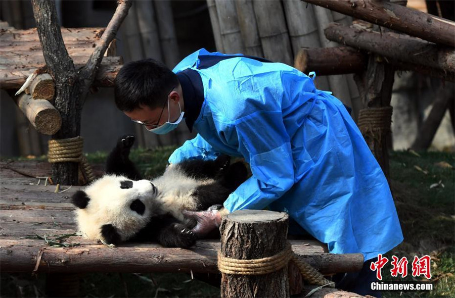 Le bébé panda le plus ‘a(chǎn)ffectueux’ du monde