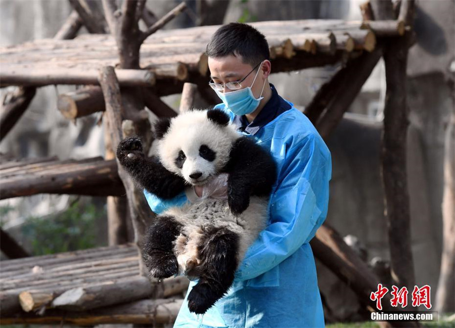 Le bébé panda le plus ‘a(chǎn)ffectueux’ du monde