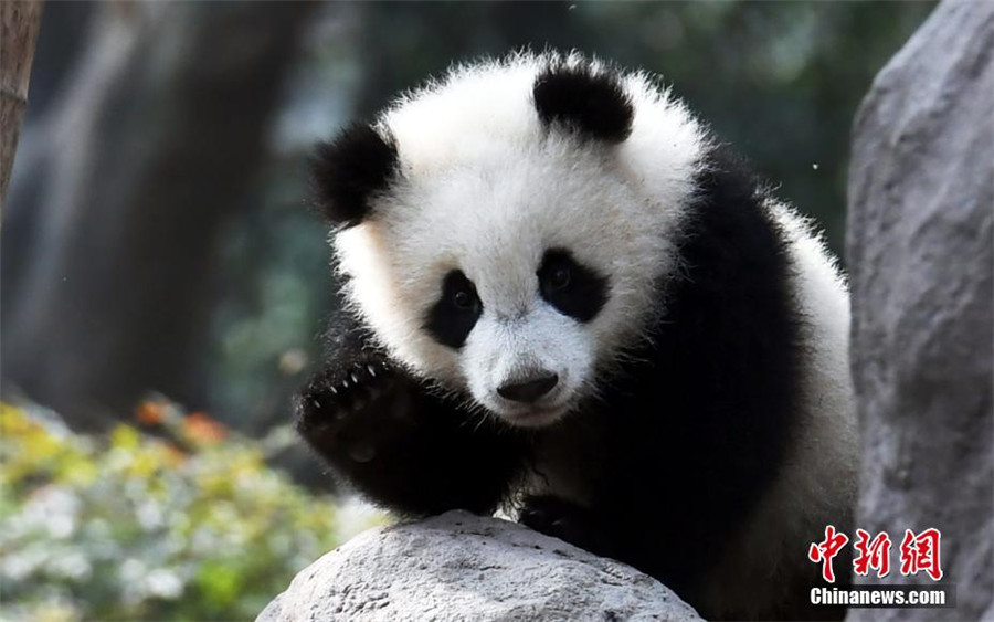 Le bébé panda le plus ‘a(chǎn)ffectueux’ du monde