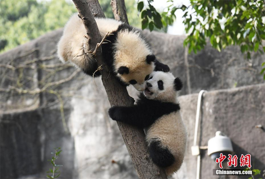 Le bébé panda le plus ‘a(chǎn)ffectueux’ du monde