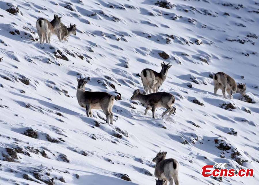 Des moutons en voie de disparition aper?us sur une montagne enneigée du Nord-ouest de la Chine