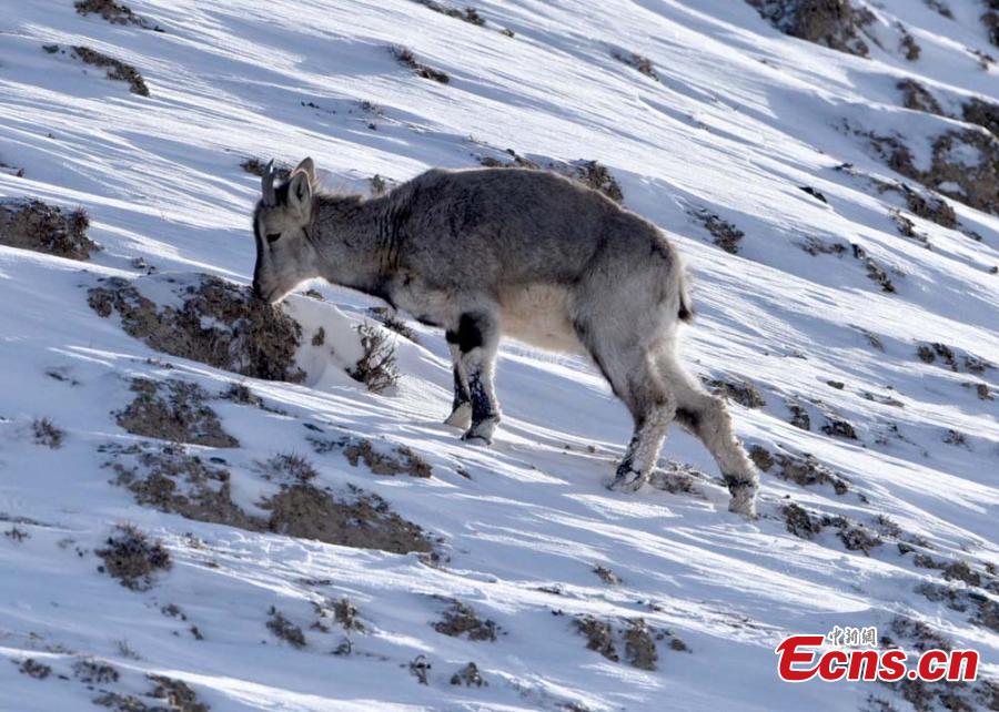 Des moutons en voie de disparition aper?us sur une montagne enneigée du Nord-ouest de la Chine