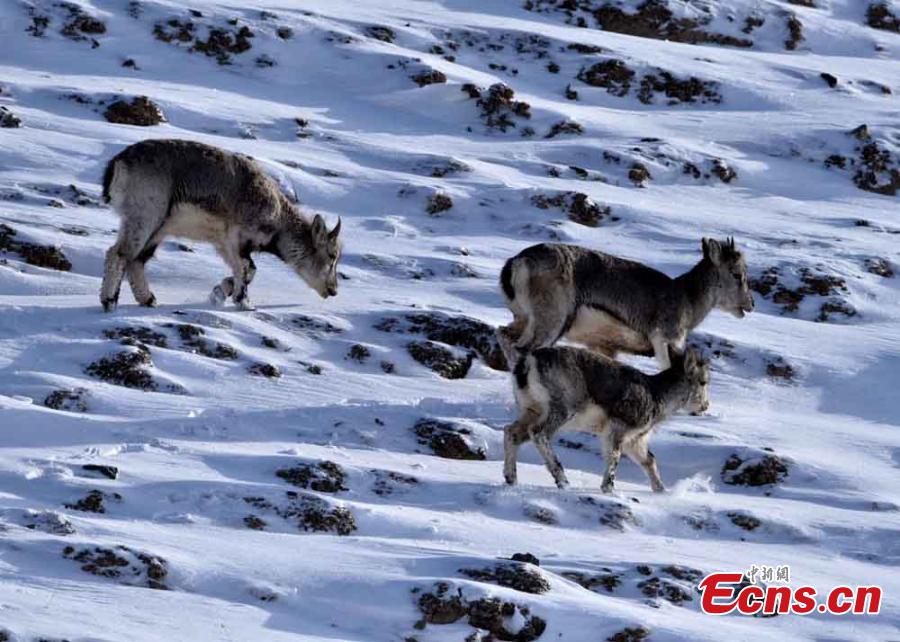 Des moutons en voie de disparition aper?us sur une montagne enneigée du Nord-ouest de la Chine