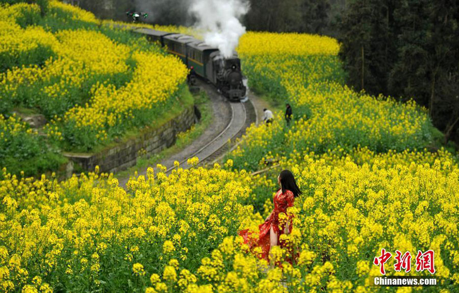 Des champs fleuris pour un beau voyage dans le temps