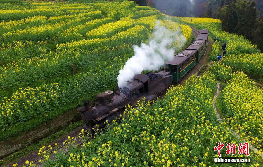 Des champs fleuris pour un beau voyage dans le temps