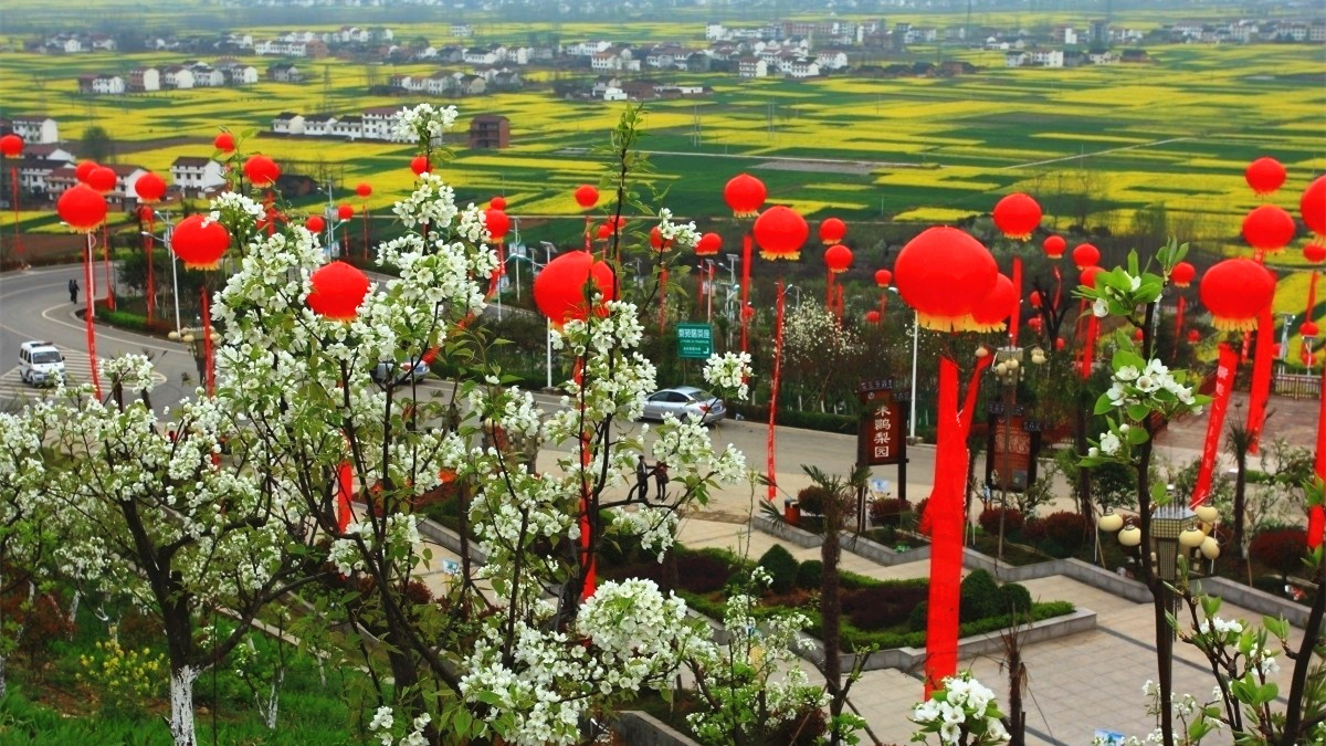 La plus belle mer de fleurs de colza dans le Shaanxi