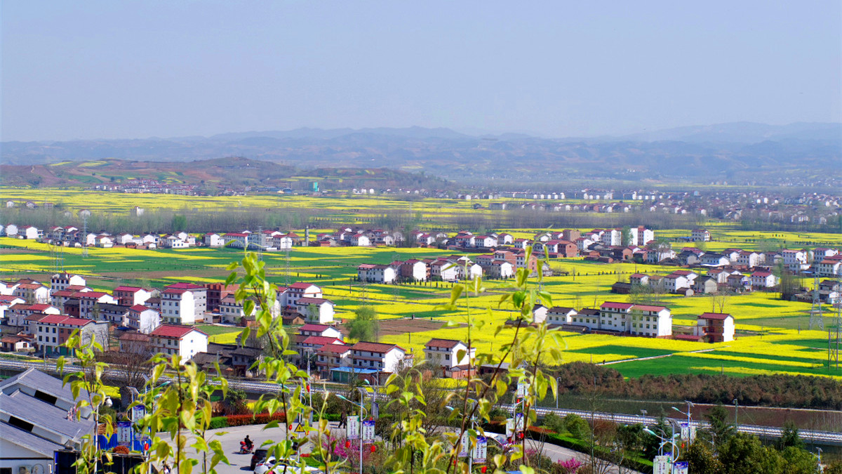 La plus belle mer de fleurs de colza dans le Shaanxi