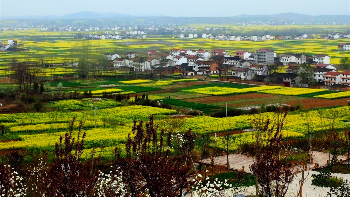 La plus belle mer de fleurs de colza dans le Shaanxi