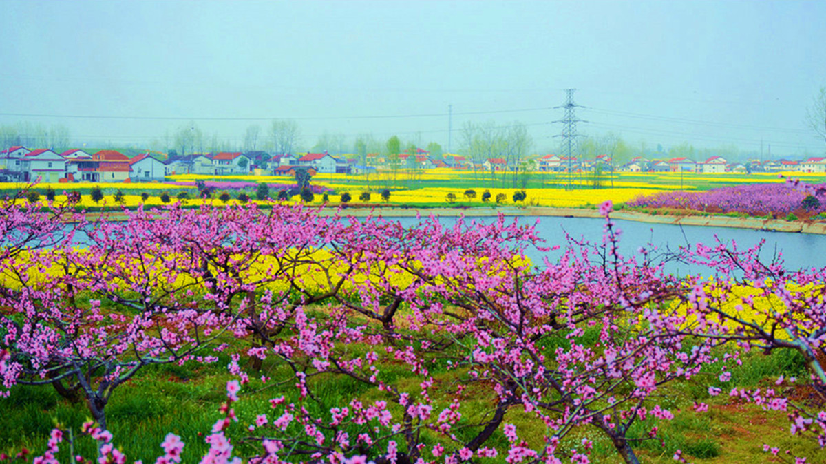 La plus belle mer de fleurs de colza dans le Shaanxi