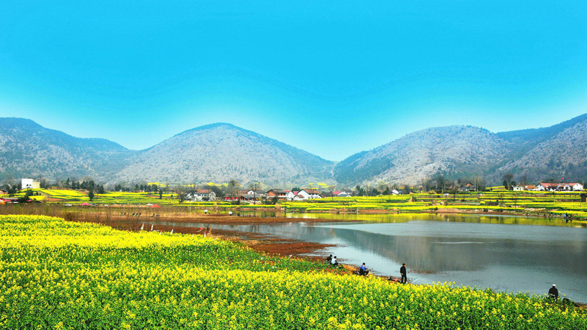 La plus belle mer de fleurs de colza dans le Shaanxi