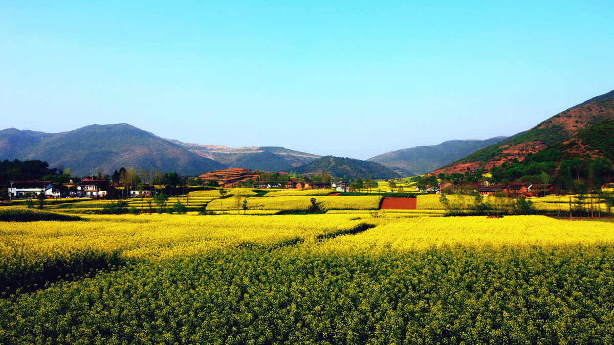 La plus belle mer de fleurs de colza dans le Shaanxi