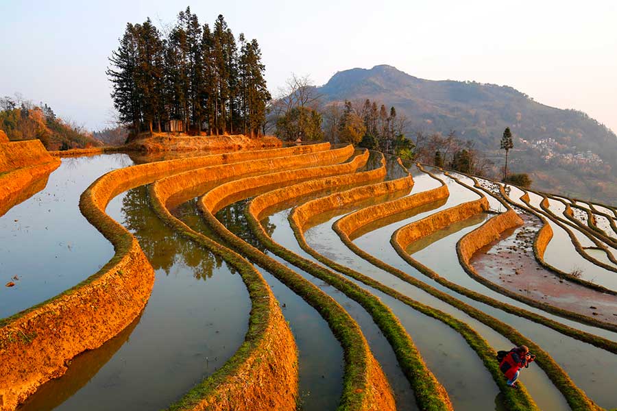 Les rizières en terrasse des Hani du Yunnan sont entrées dans leur plus belle saison de l'année