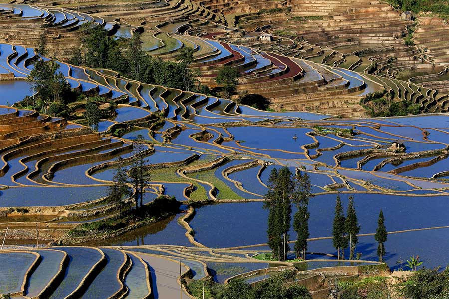 Les rizières en terrasse des Hani du Yunnan sont entrées dans leur plus belle saison de l'année