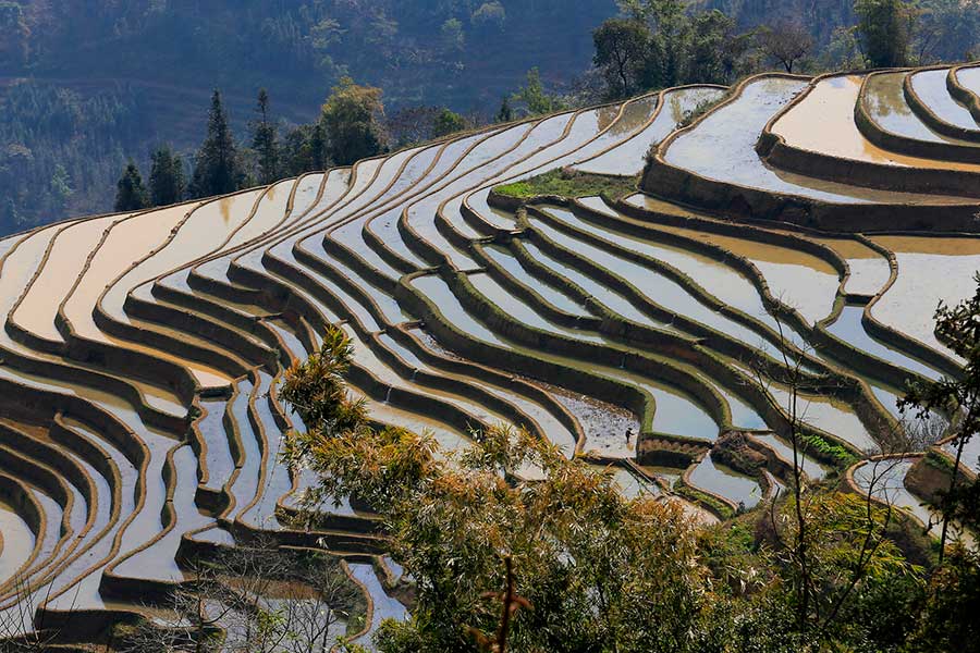 Les rizières en terrasse des Hani du Yunnan sont entrées dans leur plus belle saison de l'année