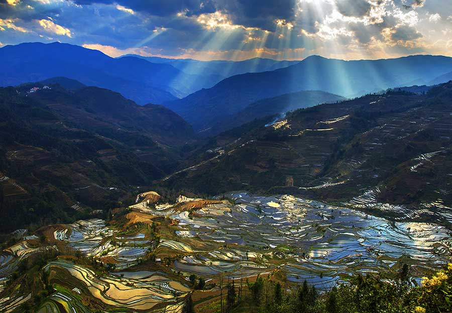 Les rizières en terrasse des Hani du Yunnan sont entrées dans leur plus belle saison de l'année