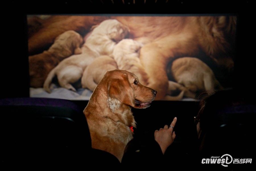 Xi’an : une séance de cinéma à partager avec son chien 