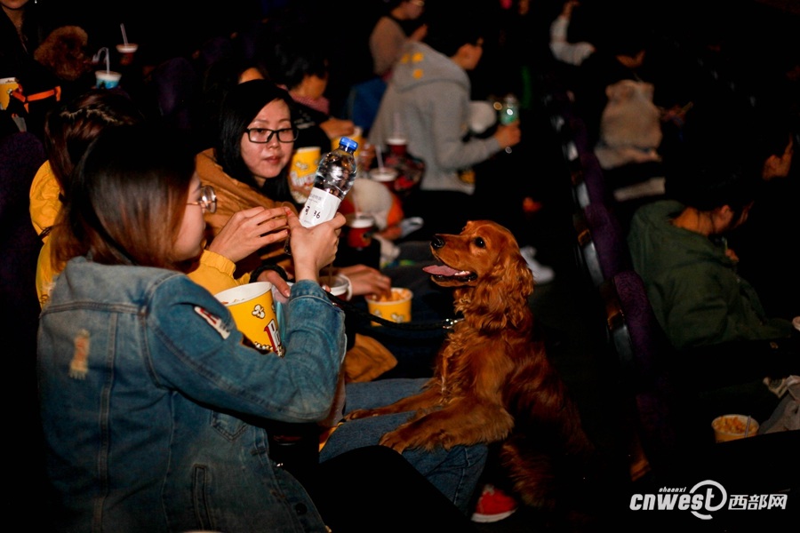 Xi’an : une séance de cinéma à partager avec son chien 