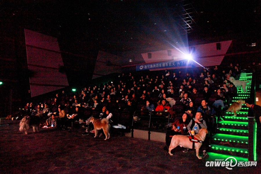 Xi’an : une séance de cinéma à partager avec son chien 