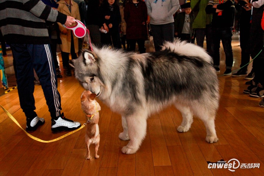 Xi’an : une séance de cinéma à partager avec son chien 