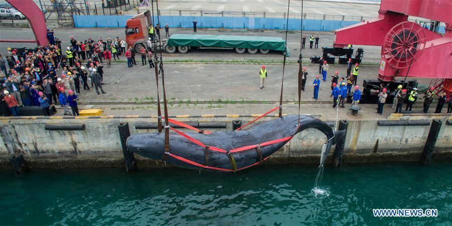 3 jours de lutte n'auront pas réussi à sauver une baleine échouée dans le Sud de la Chine