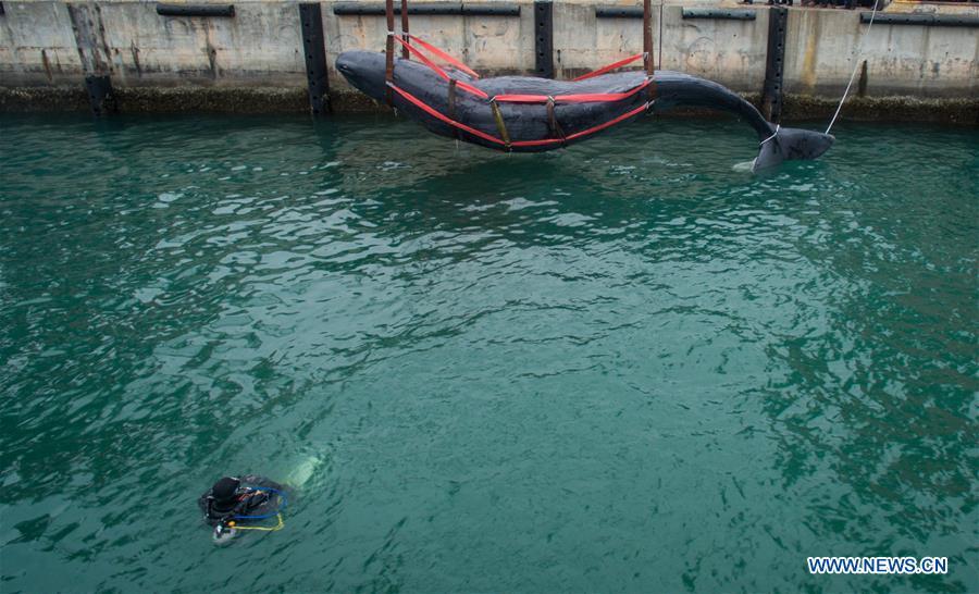 3 jours de lutte n'auront pas réussi à sauver une baleine échouée dans le Sud de la Chine