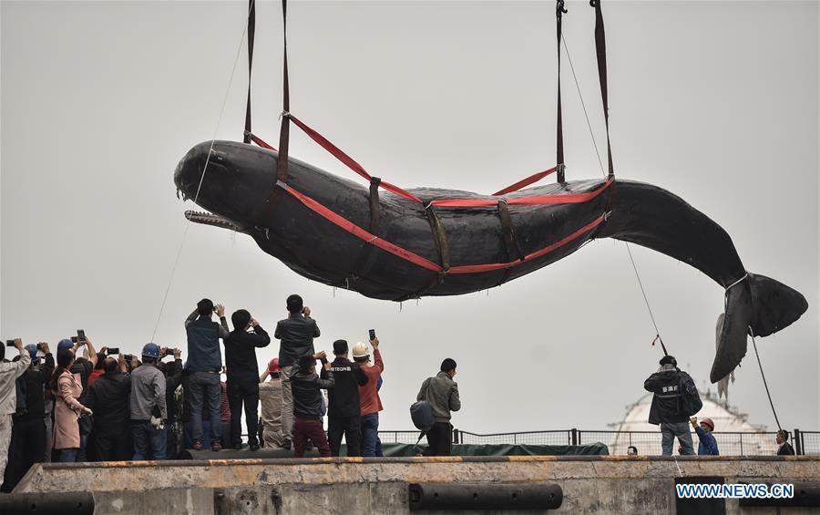 3 jours de lutte n'auront pas réussi à sauver une baleine échouée dans le Sud de la Chine