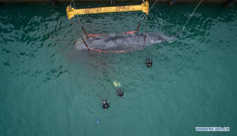 3 jours de lutte n'auront pas réussi à sauver une baleine échouée dans le Sud de la Chine