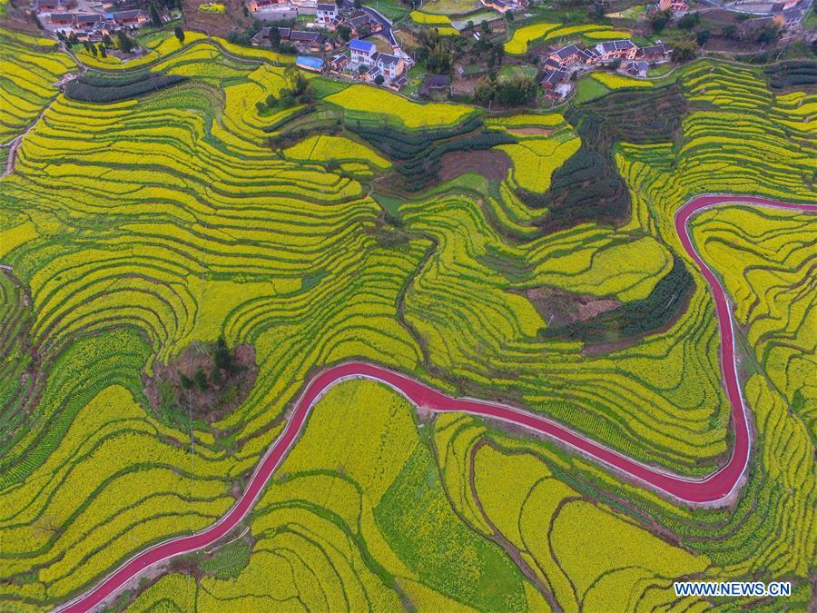 Le Guizhou et ses champs de colza en terrasses