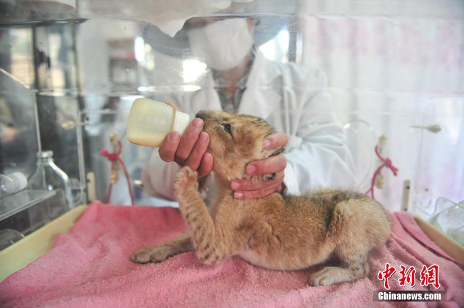 Naissance d'un bébé lion dans un zoo du Yunnan