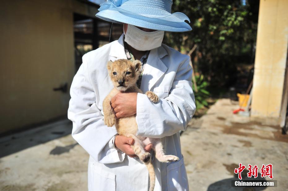 Naissance d'un bébé lion dans un zoo du Yunnan