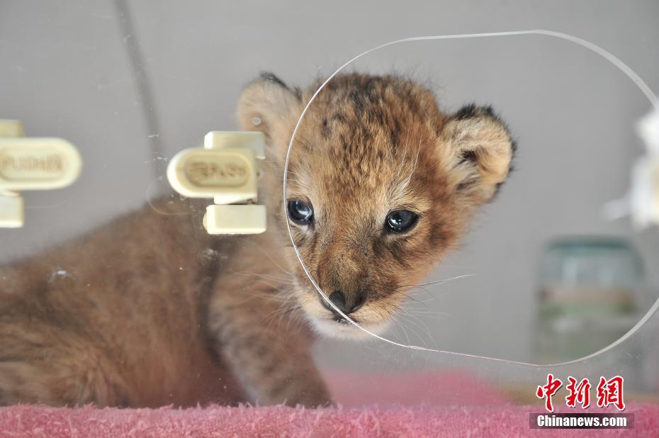 Naissance d'un bébé lion dans un zoo du Yunnan