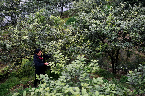 Comment devenir prospère quand la vie ne vous a donné que des citrons