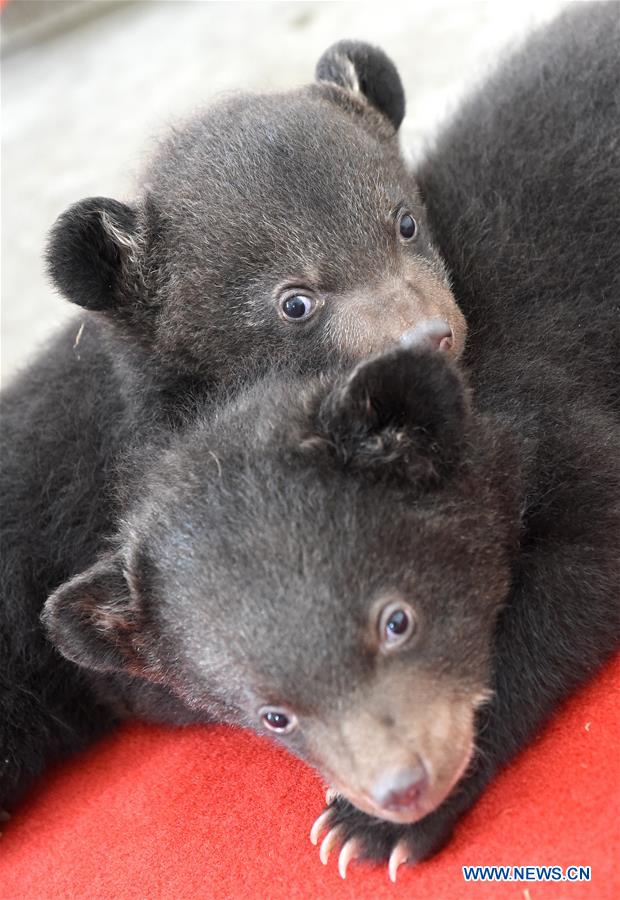 Deux oursons jumeaux, stars du zoo de Hefei