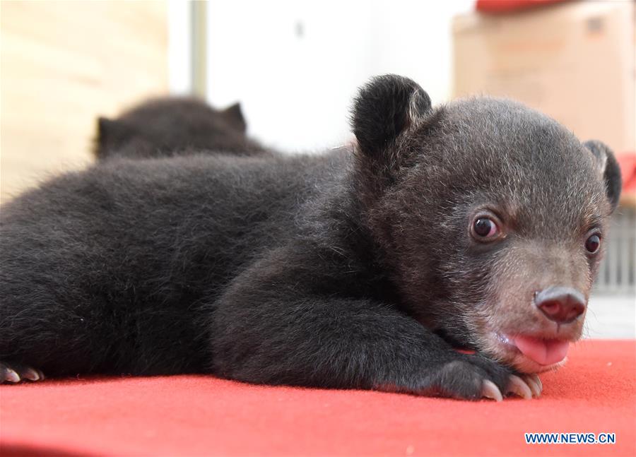 Deux oursons jumeaux, stars du zoo de Hefei