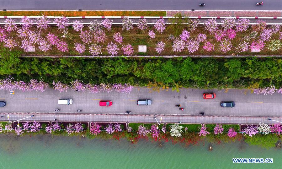 Des fleurs de gainiers en pleine floraison dans le Guangxi