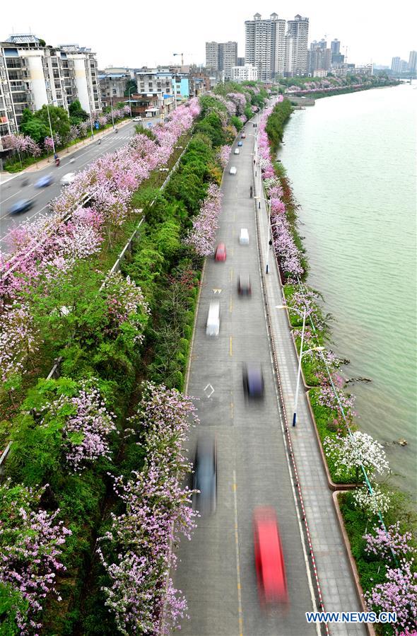 Des fleurs de gainiers en pleine floraison dans le Guangxi