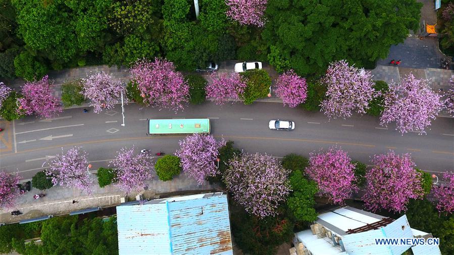 Des fleurs de gainiers en pleine floraison dans le Guangxi