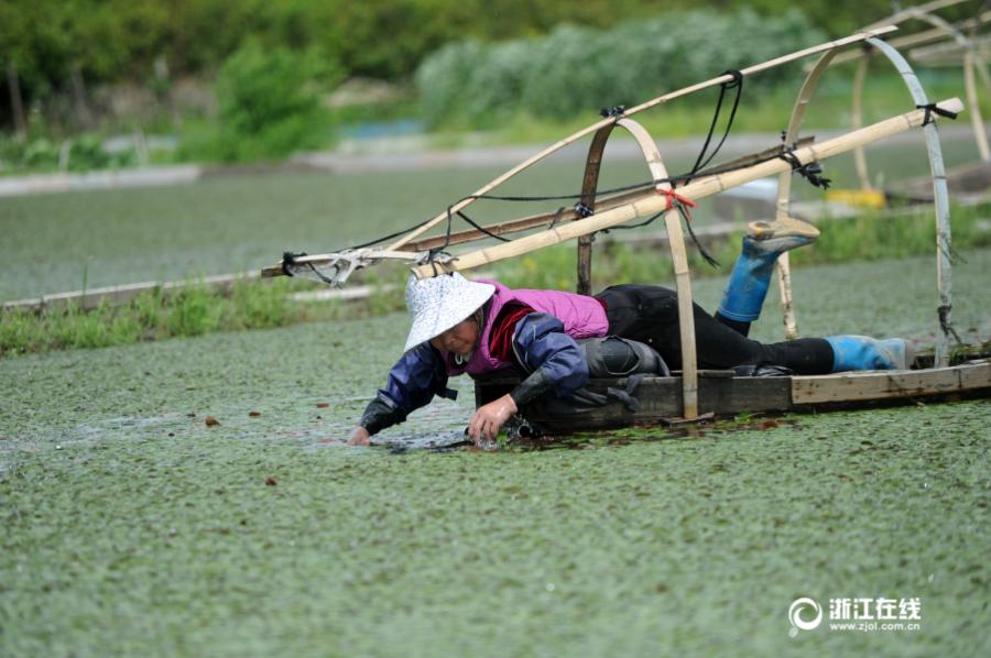 Le Lac de l’Ouest et ses feuilles flottantes