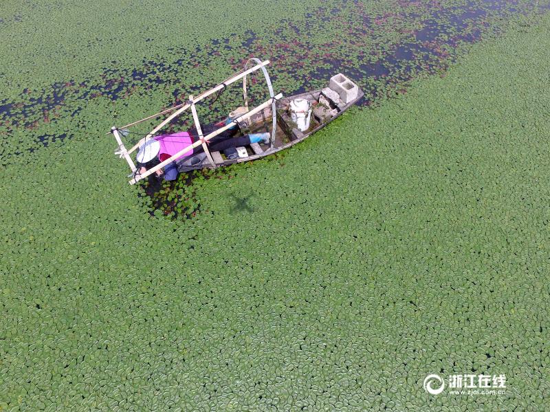 Le Lac de l’Ouest et ses feuilles flottantes