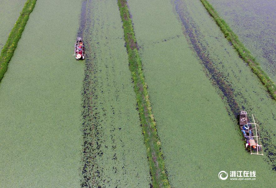 Le Lac de l’Ouest et ses feuilles flottantes