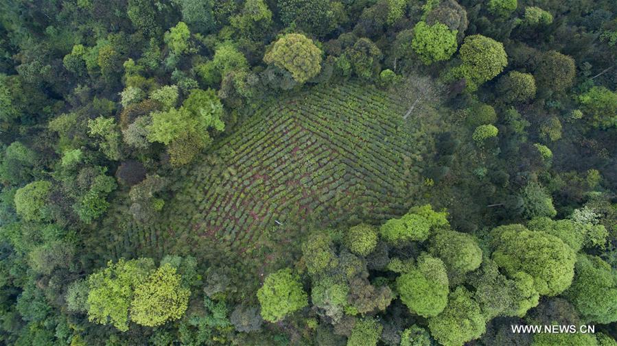 Un jardin de thé biologique dans les forêts d'Emei