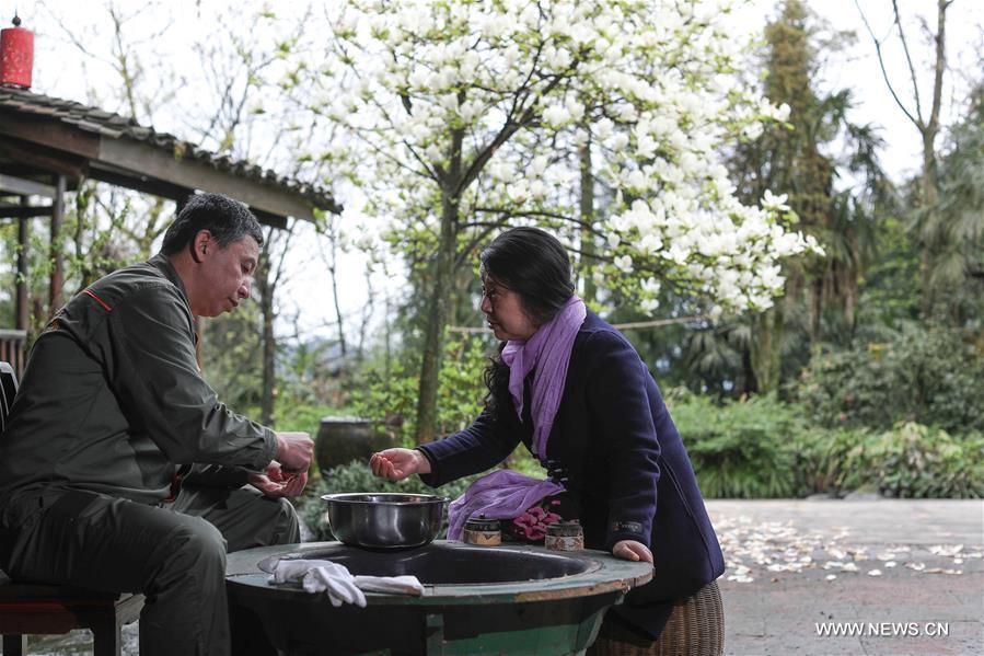 Un jardin de thé biologique dans les forêts d'Emei