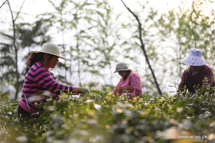 Un jardin de thé biologique dans les forêts d'Emei