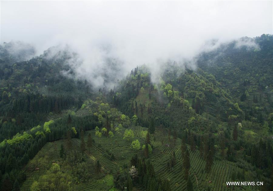 Un jardin de thé biologique dans les forêts d'Emei