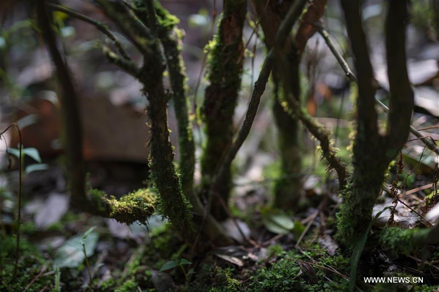 Un jardin de thé biologique dans les forêts d'Emei