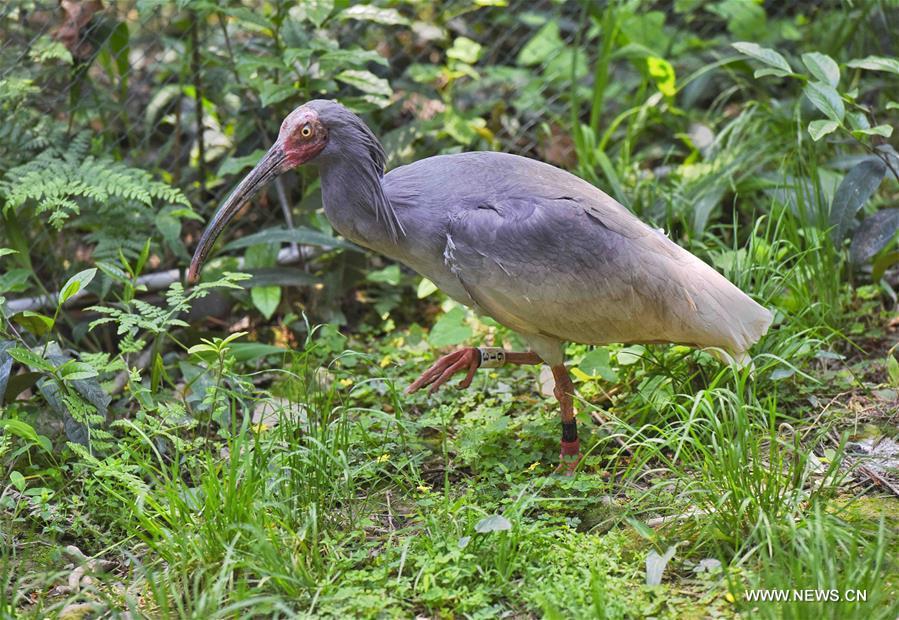 Naissance en Chine de deux bébés ibis à crête 