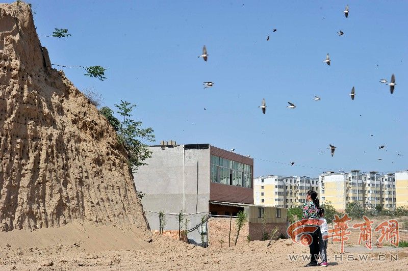 Protection des hirondelles sur un chantier de construction