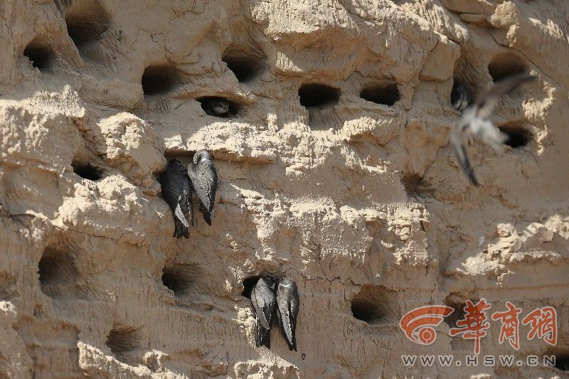 Protection des hirondelles sur un chantier de construction